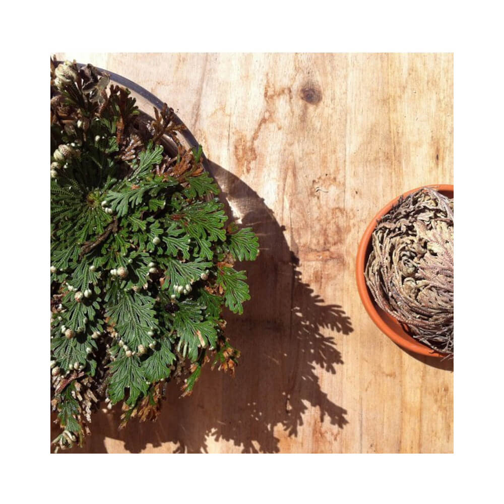 Plante Résurrection - Rose de Jericho - Kits de Plantation Radis et Capucine