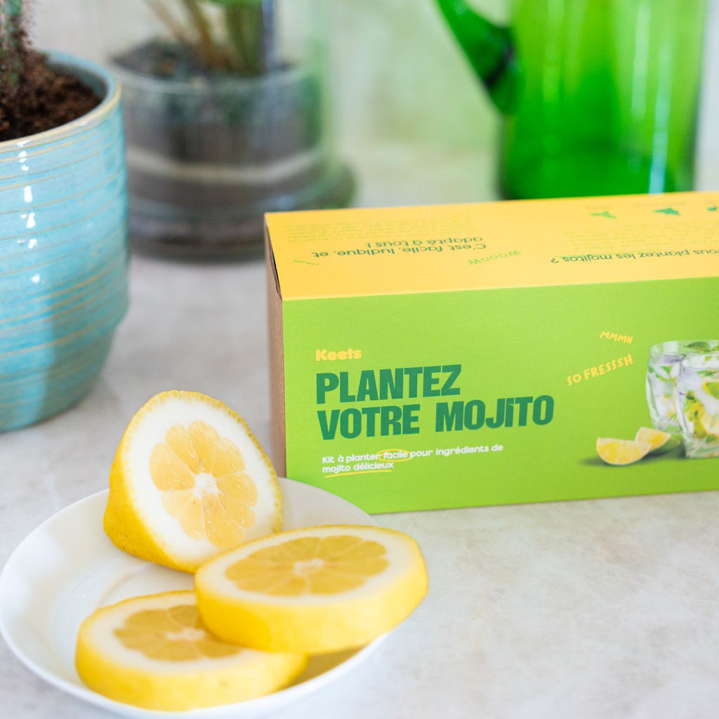 Contenu du kit de plantation pour cocktail mojito