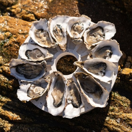 Plateau à huîtres en coquillages
