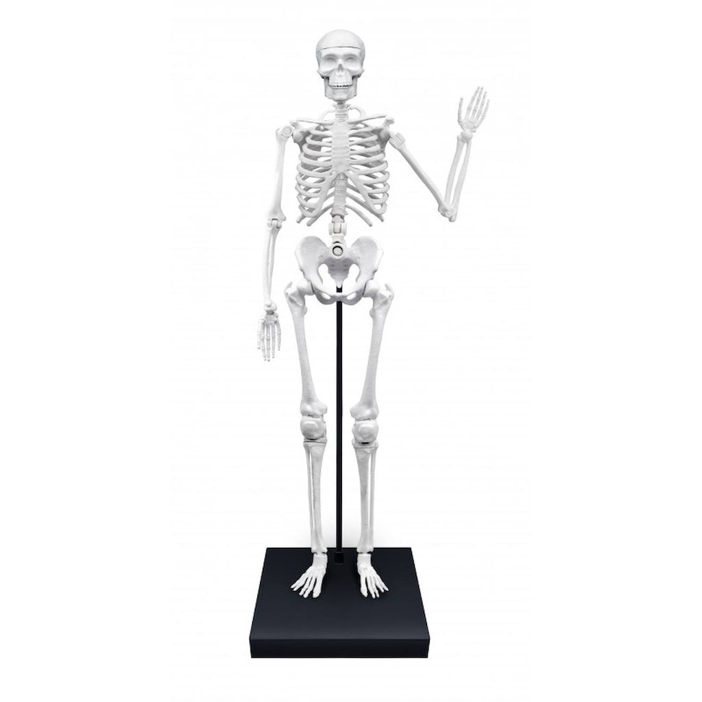 Squelette géant 85 cm blanc