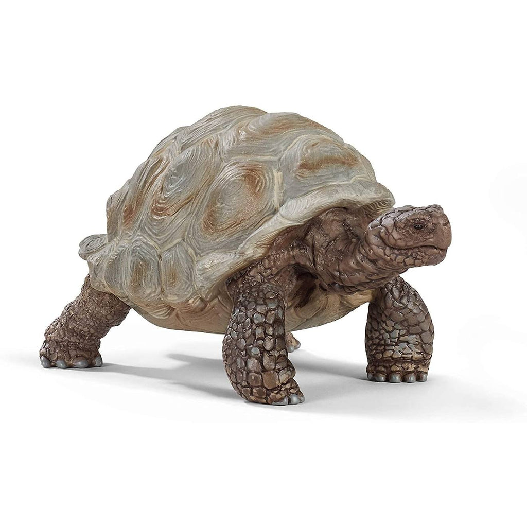 Tortue géante marron