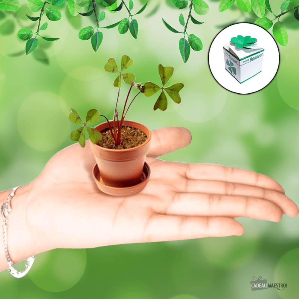 Trèfle à 4 feuilles - Kits de Plantation CadoMaestro