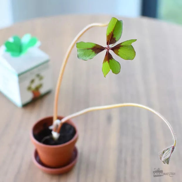 Trèfle à 4 feuilles à faire pousser - Un petit kit qui apporte chance