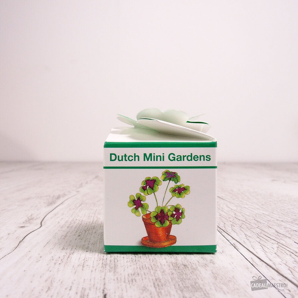 Trèfle à 4 feuilles - Kits de Plantation CadoMaestro