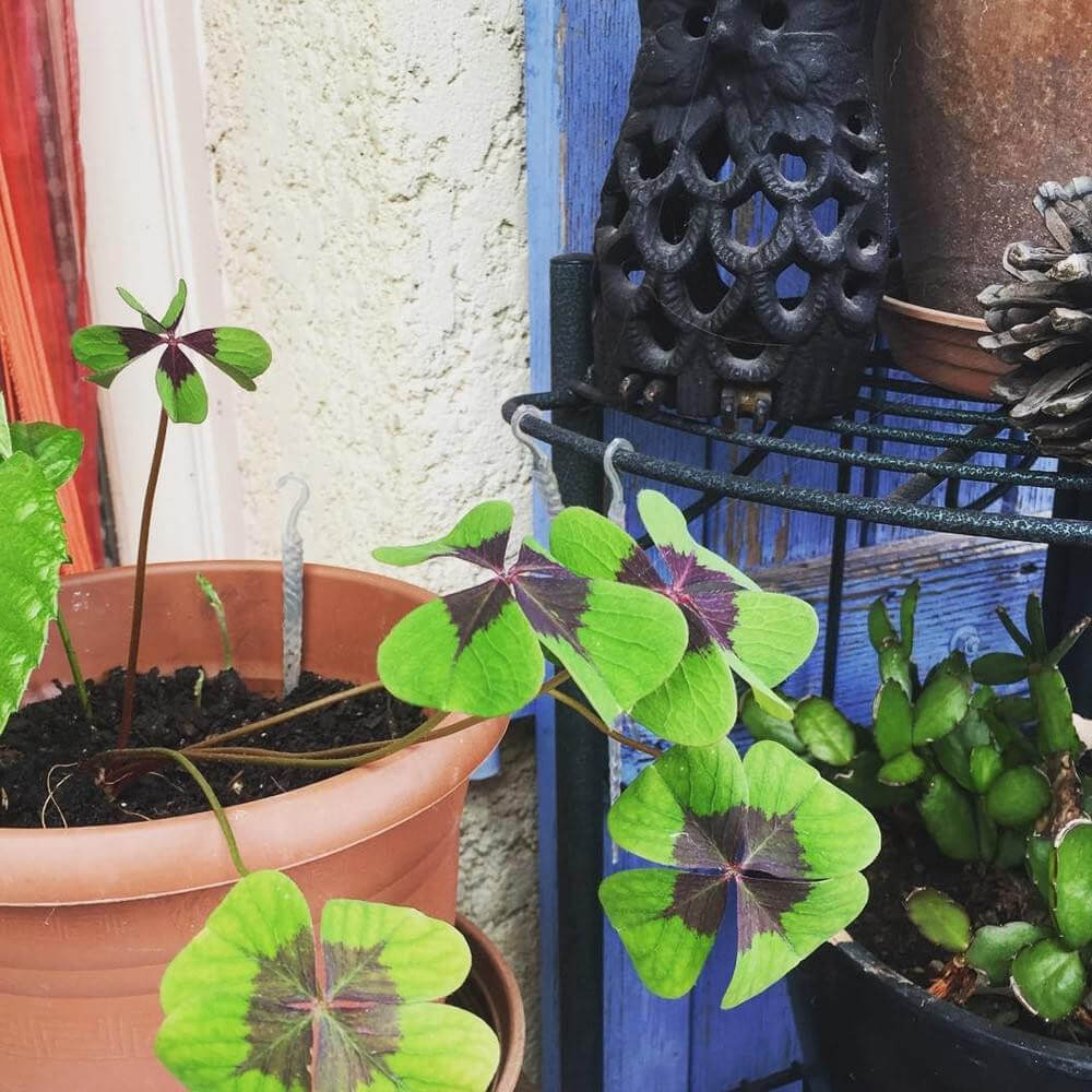 Trèfle à 4 feuilles - Kits de Plantation CadoMaestro