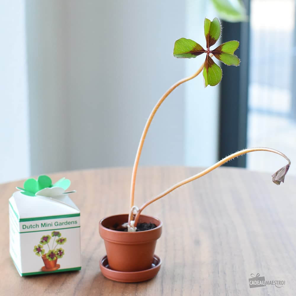 Trèfle à 4 feuilles - Kits de Plantation