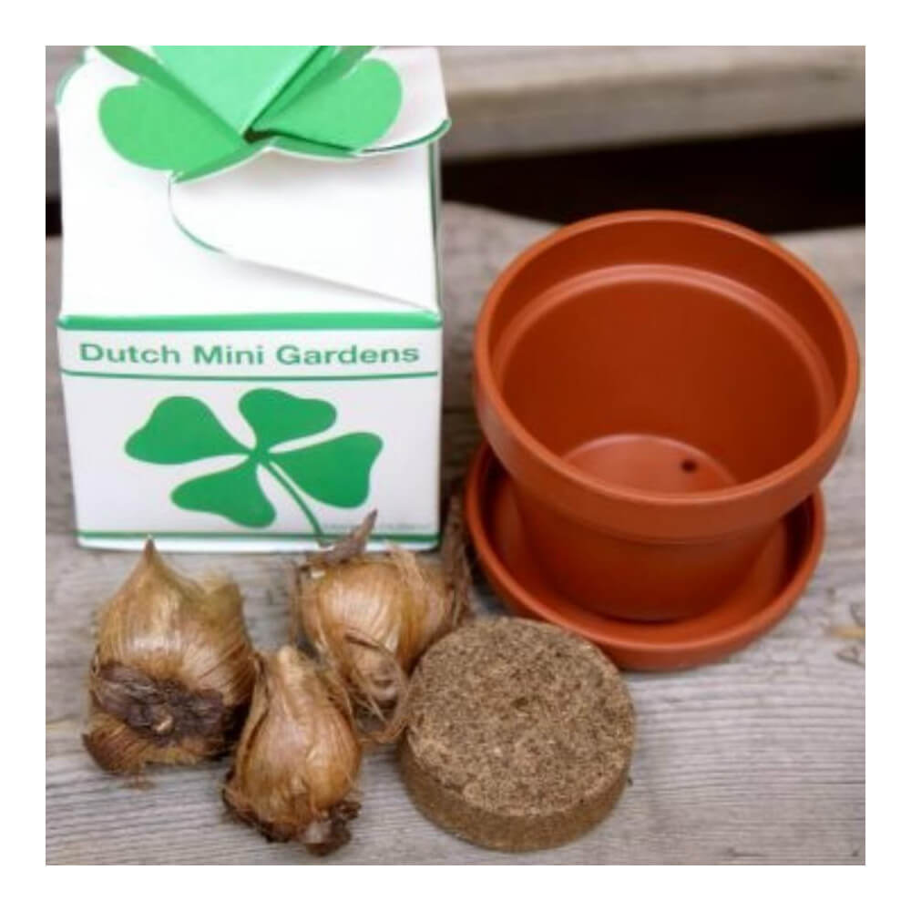 Trèfle à 4 feuilles - Kits de Plantation CadoMaestro