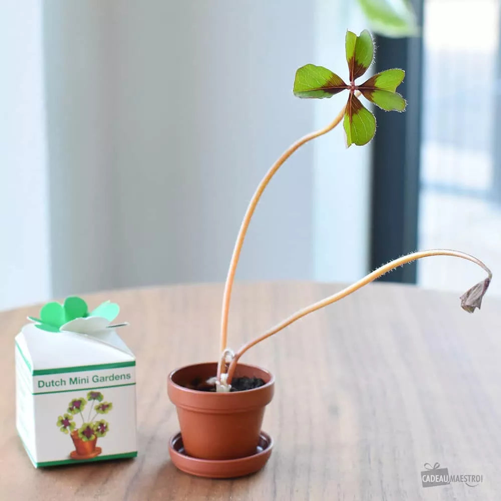 Trèfle à 4 feuilles à faire pousser - Un petit kit qui apporte chance