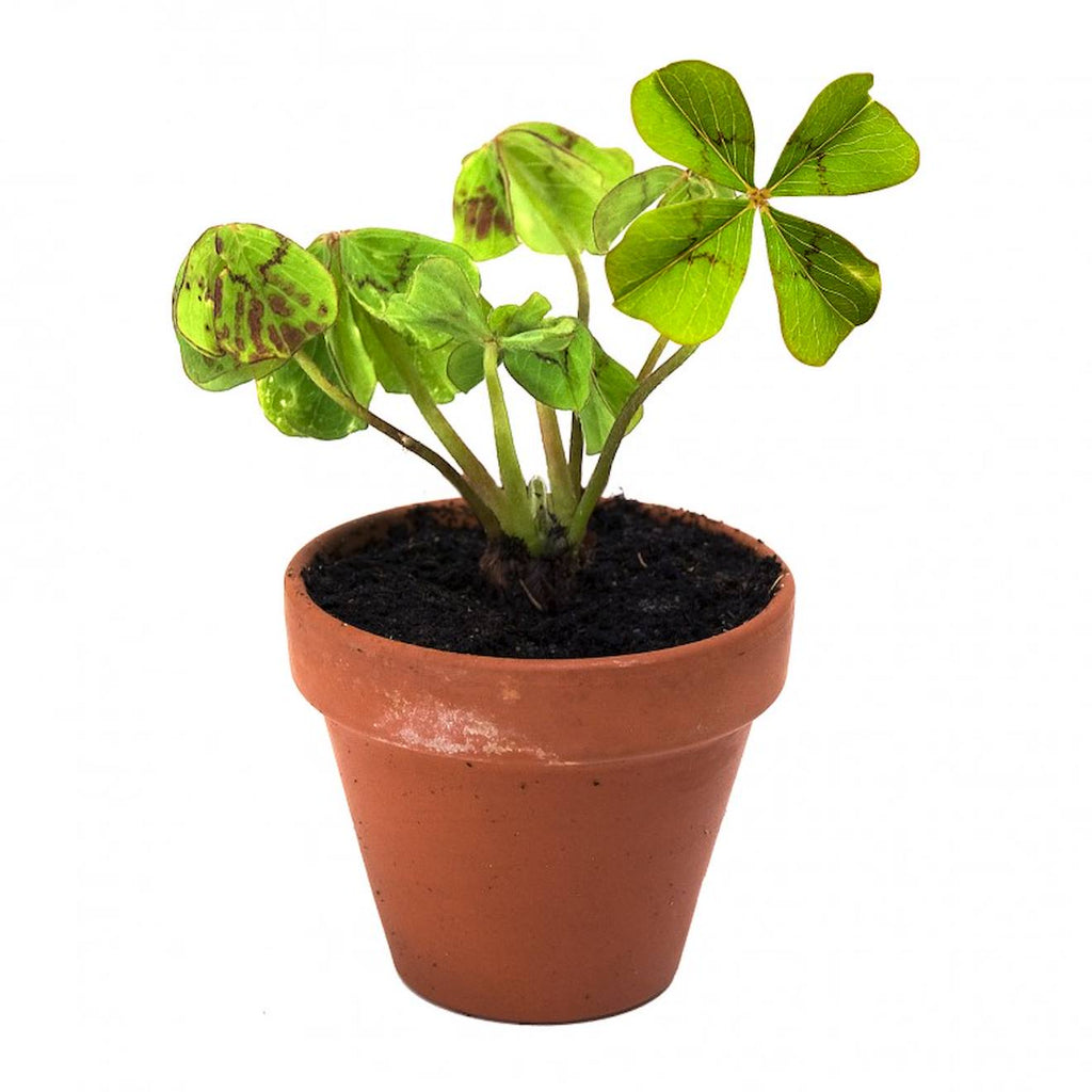 Trèfle à 4 feuilles en pot de culture vert
