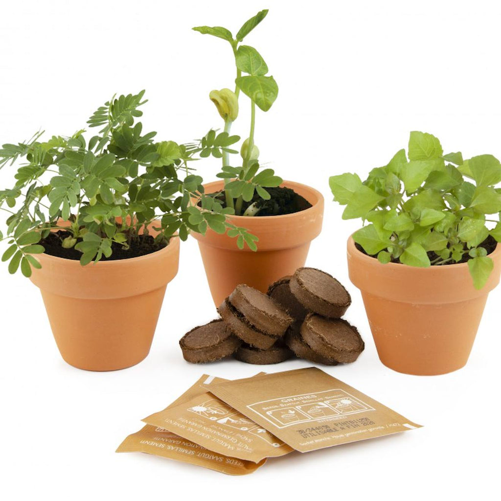 Trio de plantes magiques vert