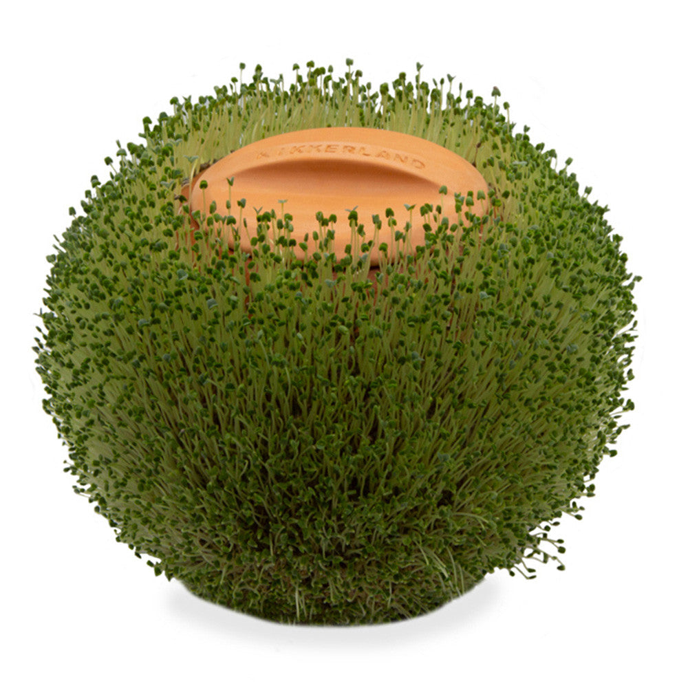 Pot Terracotta à Faire Pousser - Cache Pot Original